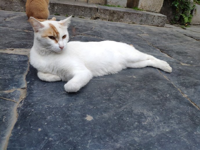 猫图片|宠物猫|猫咪|