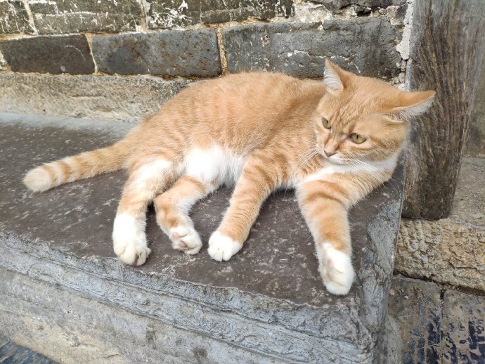 猫图片|宠物猫|猫咪|