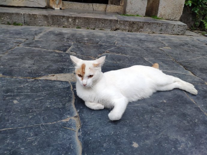 猫图片|宠物猫|猫咪|