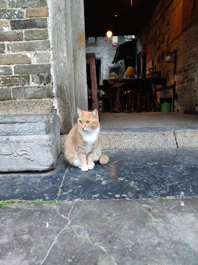 猫图片|宠物猫|猫咪|