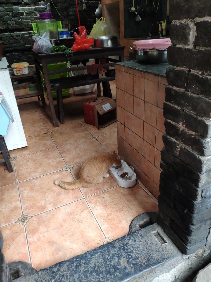 猫图片|宠物猫|猫咪|