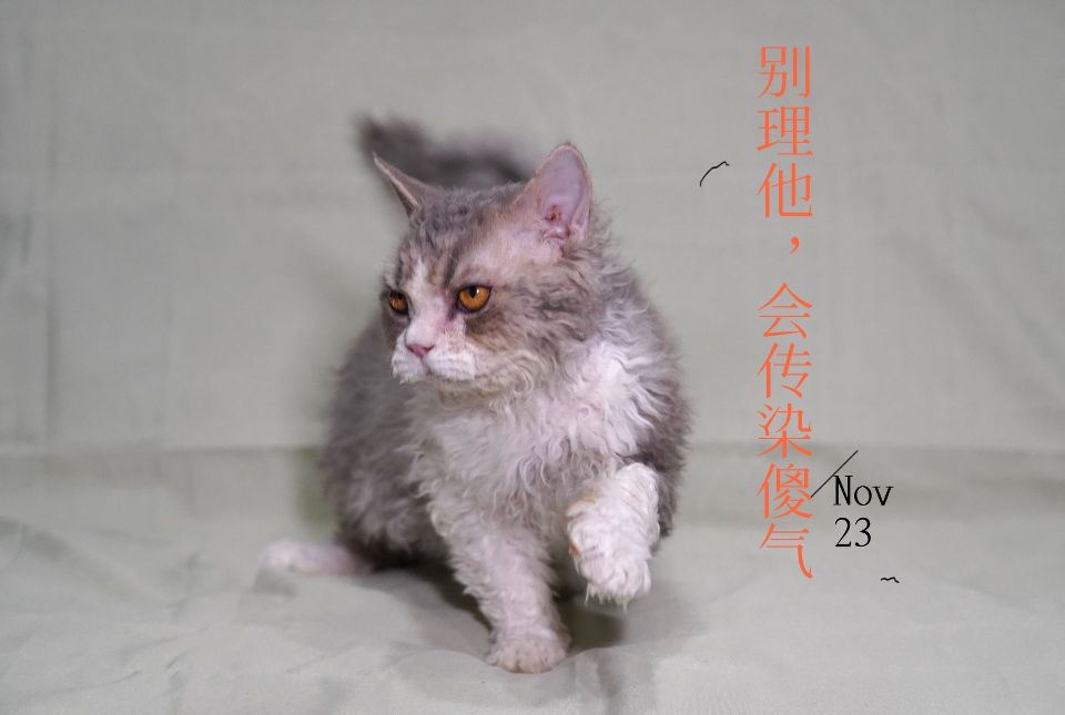 猫图片|宠物猫|猫咪|