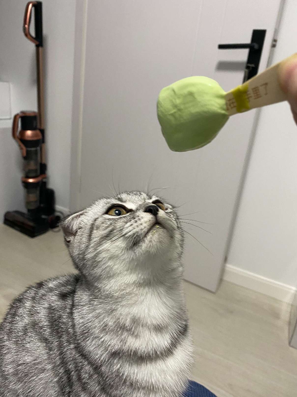 猫图片|宠物猫|猫咪|