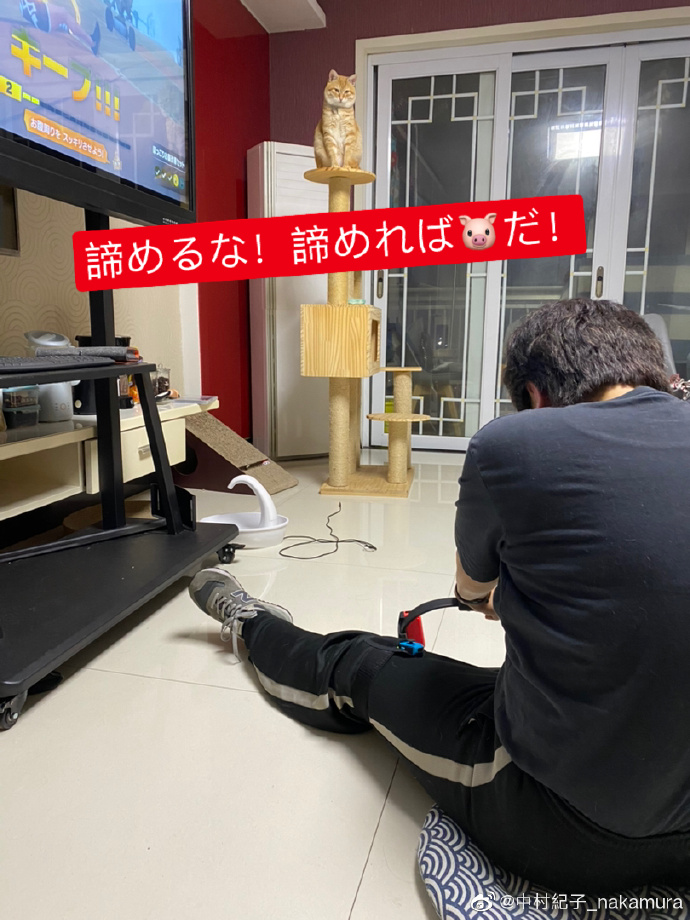 猫图片|宠物猫|猫咪|