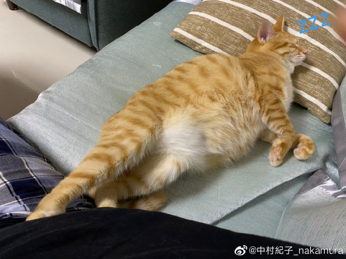 猫图片|宠物猫|猫咪|