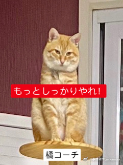 猫图片|宠物猫|猫咪|