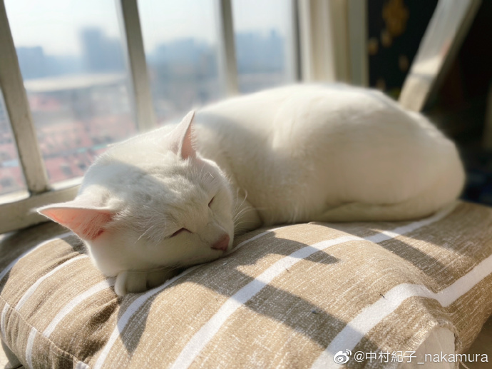 猫图片|宠物猫|猫咪|