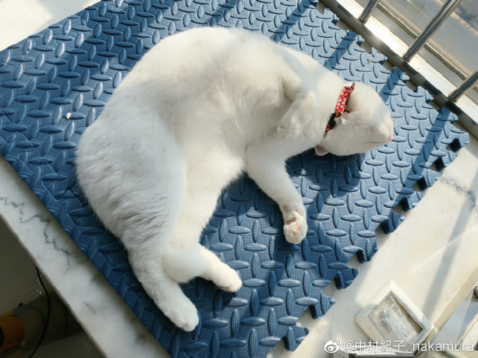 猫图片|宠物猫|猫咪|