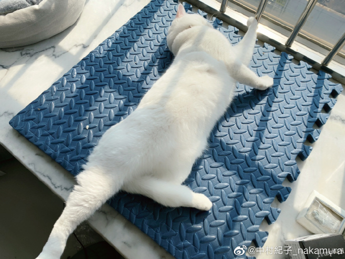 猫图片|宠物猫|猫咪|