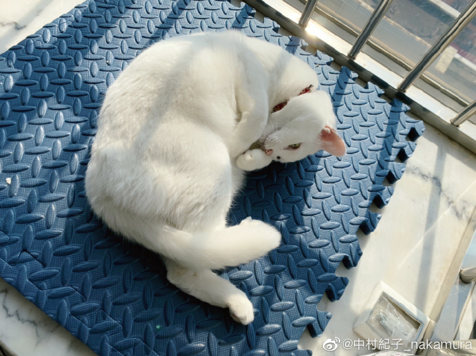 猫图片|宠物猫|猫咪|