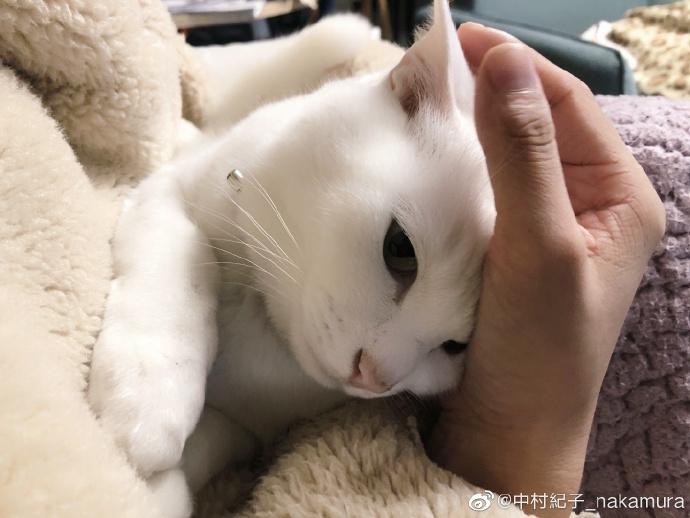 猫图片|宠物猫|猫咪|