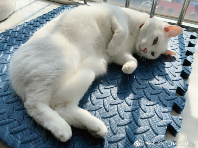 猫图片|宠物猫|猫咪|