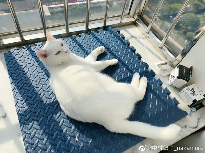 猫图片|宠物猫|猫咪|
