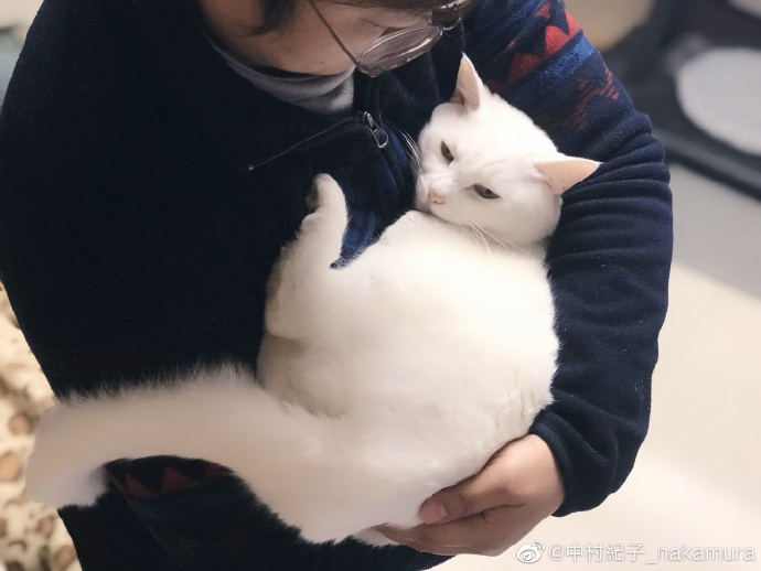 猫图片|宠物猫|猫咪|