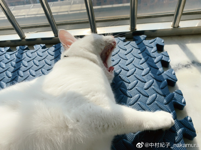 猫图片|宠物猫|猫咪|