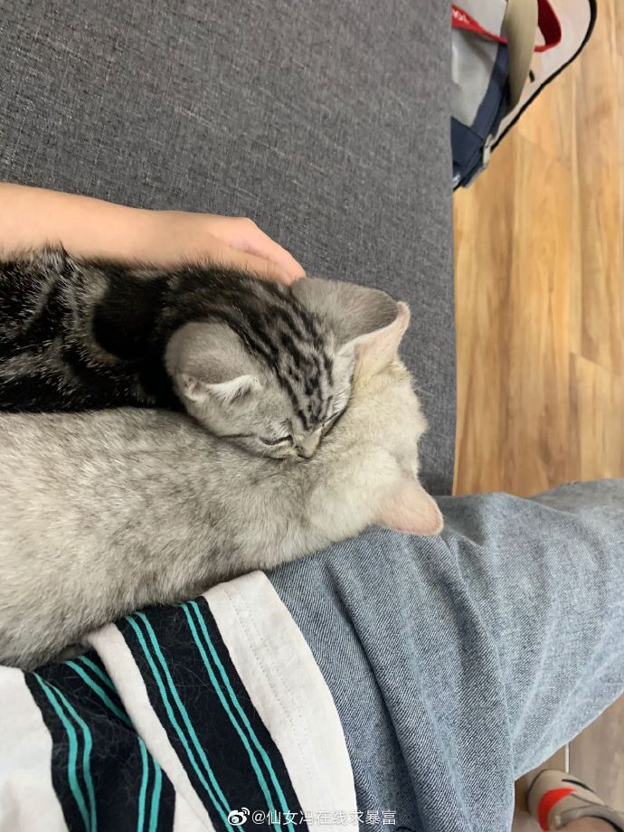 猫图片|宠物猫|猫咪|