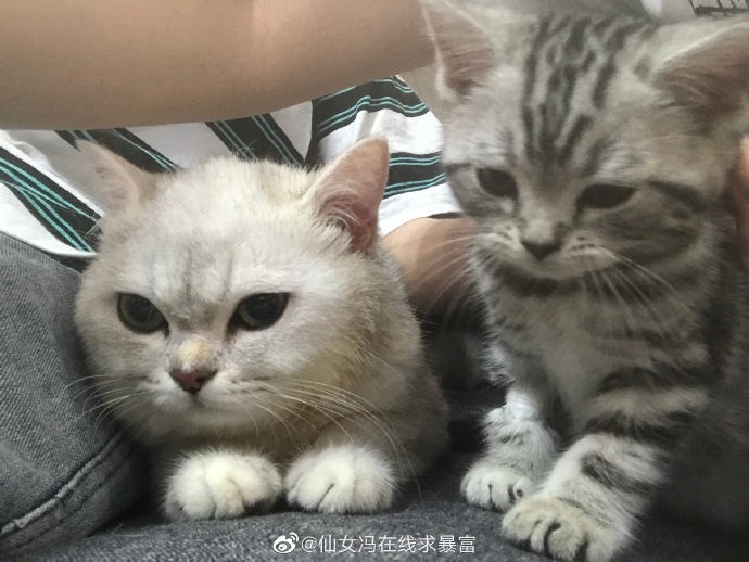 猫图片|宠物猫|猫咪|