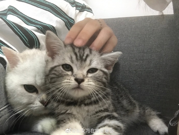 猫图片|宠物猫|猫咪|