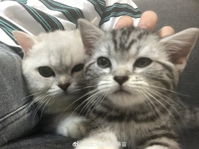 猫图片|宠物猫|猫咪|