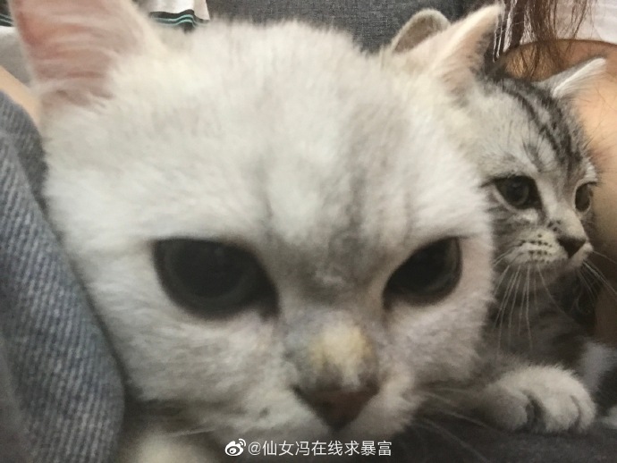 猫图片|宠物猫|猫咪|