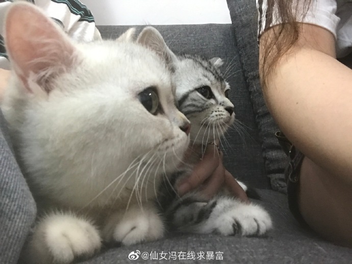 猫图片|宠物猫|猫咪|