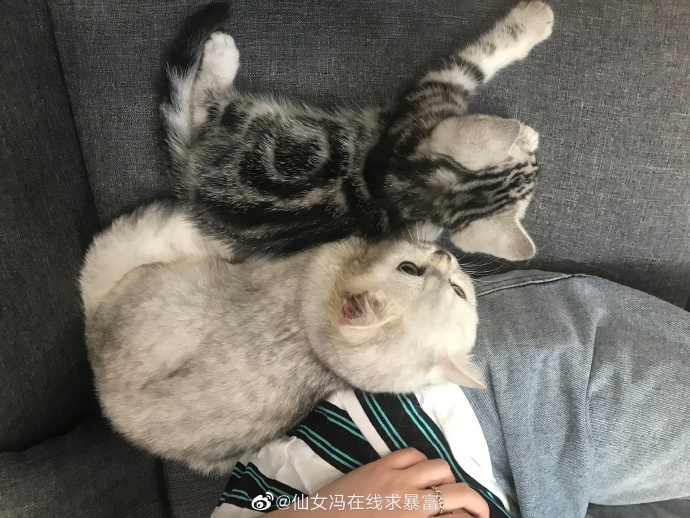 猫图片|宠物猫|猫咪|