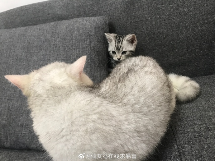 猫图片|宠物猫|猫咪|