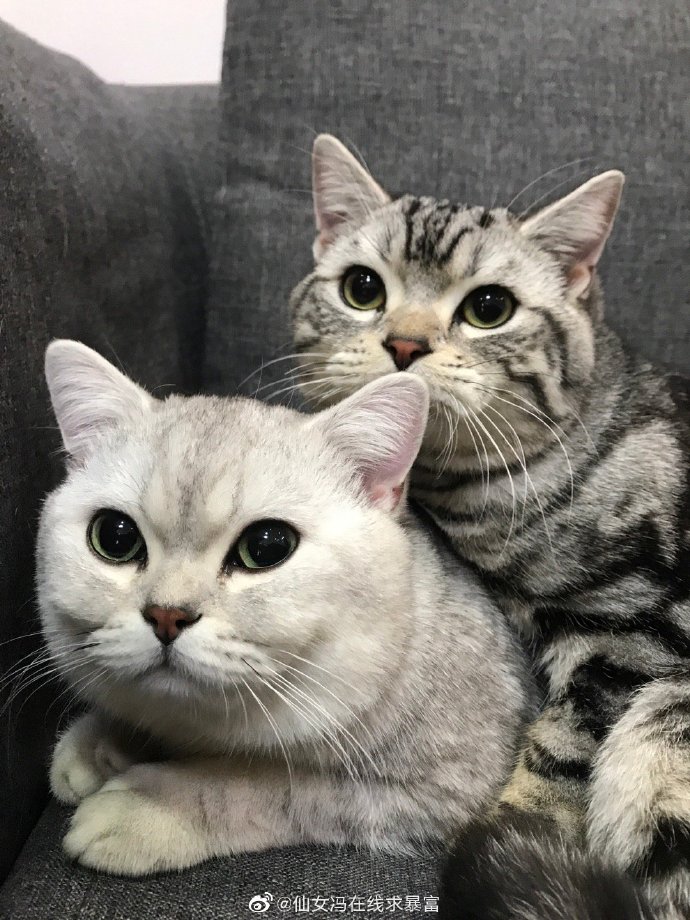 猫图片|宠物猫|猫咪|