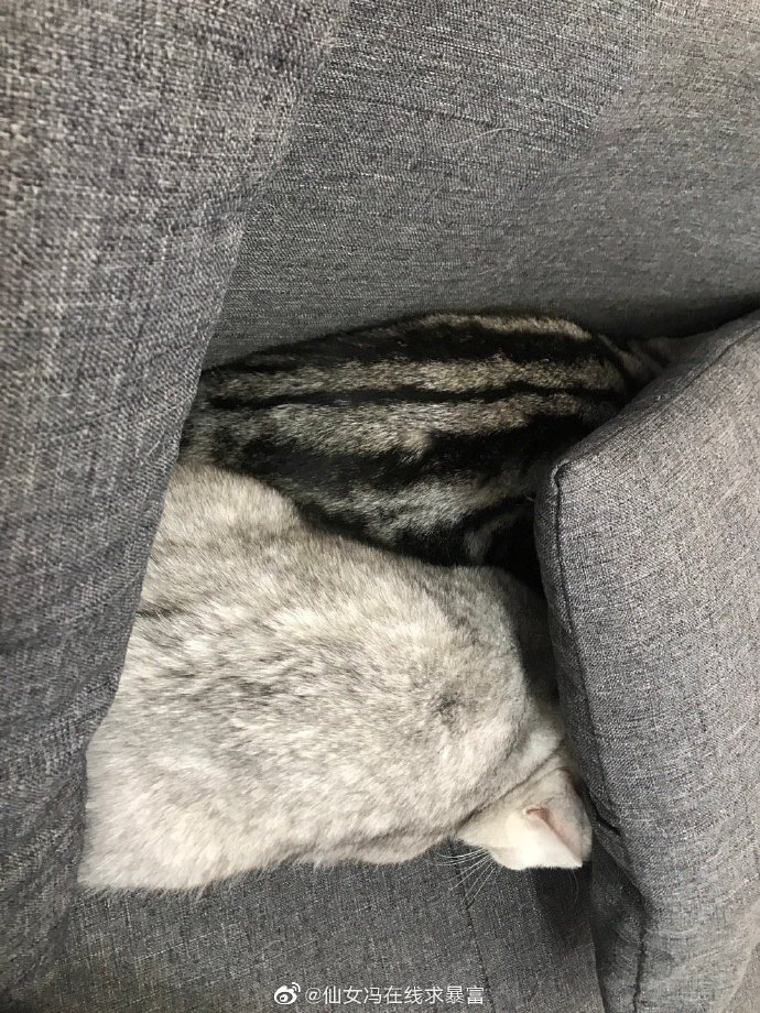 猫图片|宠物猫|猫咪|