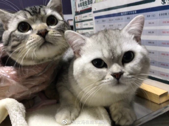 猫图片|宠物猫|猫咪|