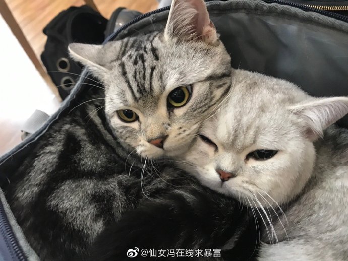 猫图片|宠物猫|猫咪|