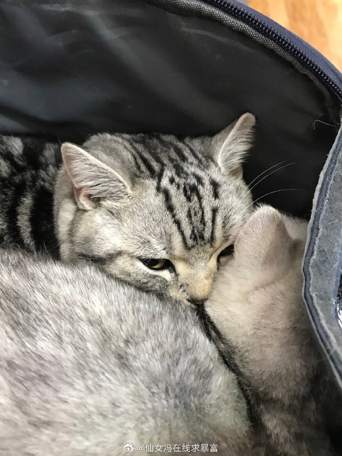 猫图片|宠物猫|猫咪|