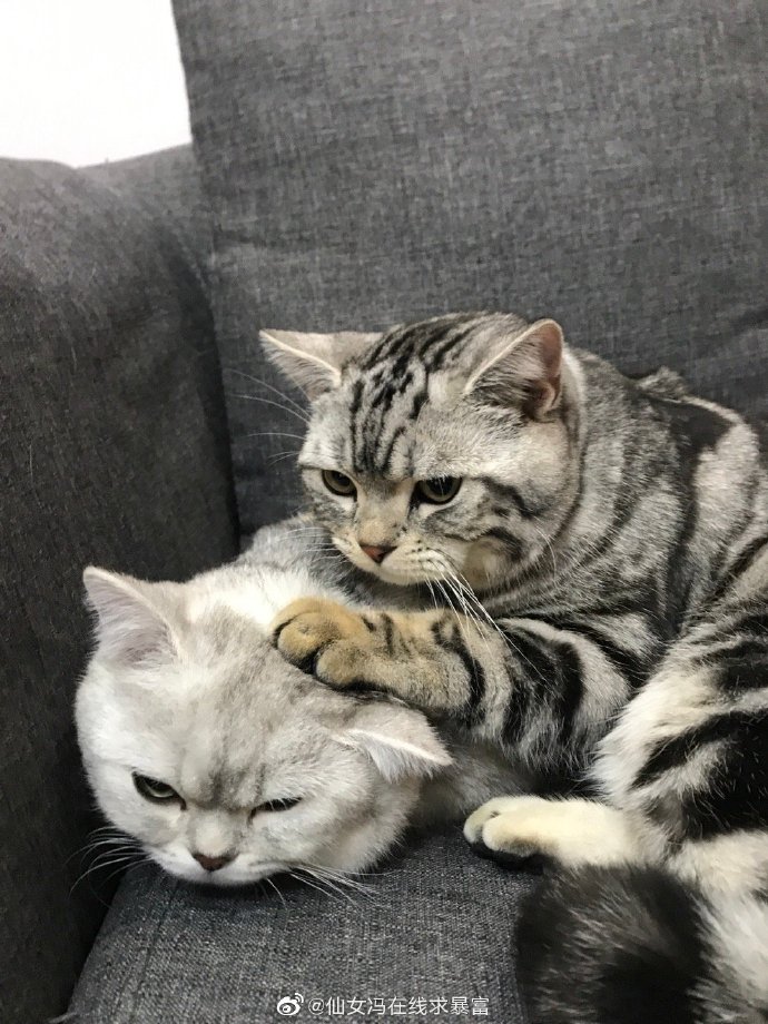 猫图片|宠物猫|猫咪|