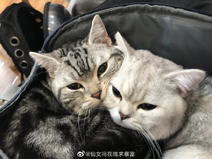 猫图片|宠物猫|猫咪|