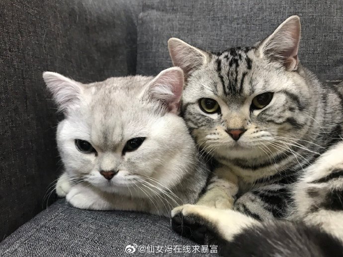 猫图片|宠物猫|猫咪|