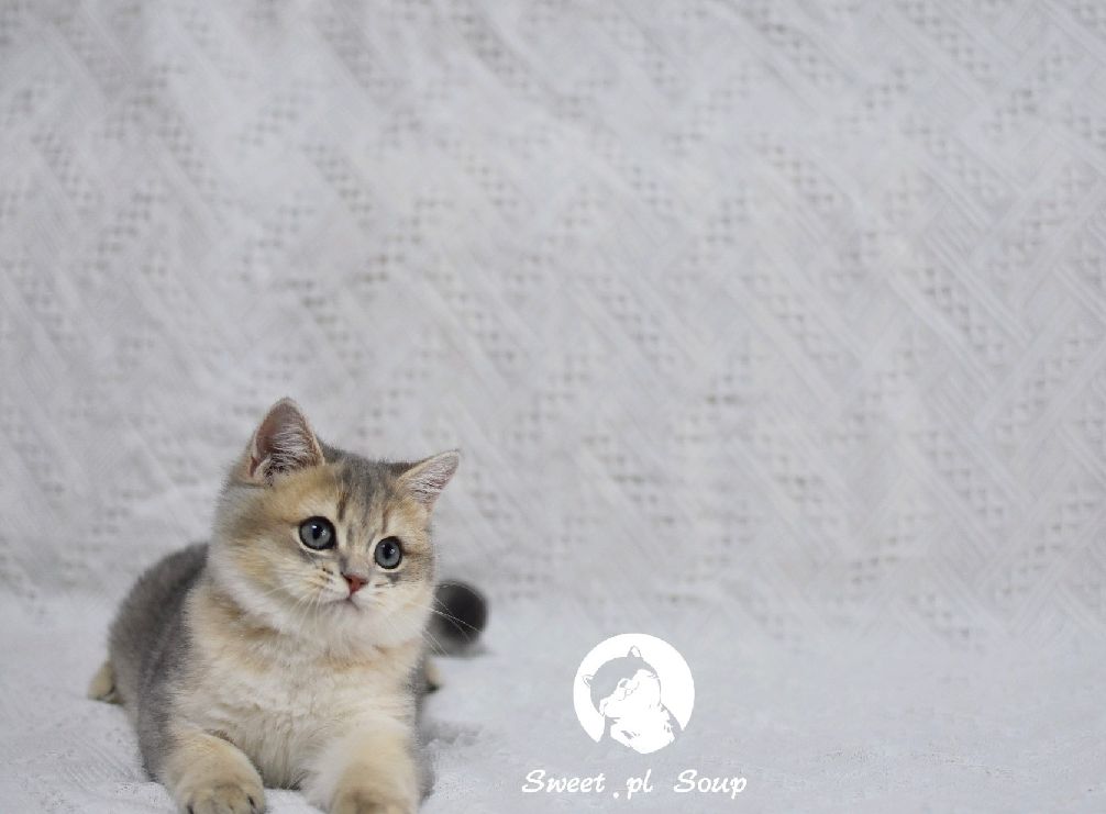 猫图片|宠物猫|猫咪|