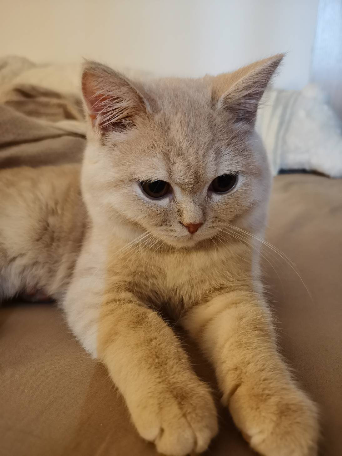 猫图片|宠物猫|猫咪|