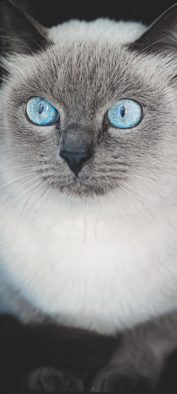 猫图片|宠物猫|猫咪|