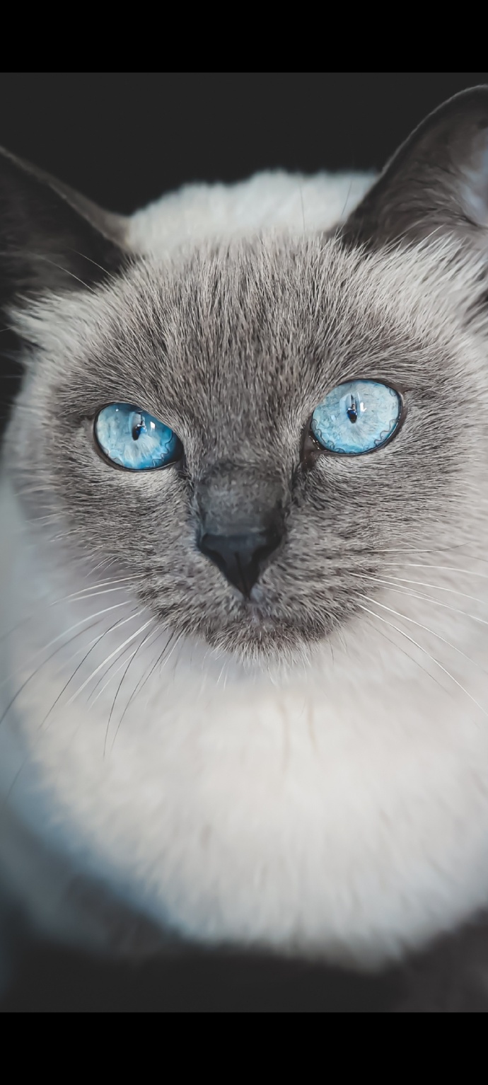 猫图片|宠物猫|猫咪|