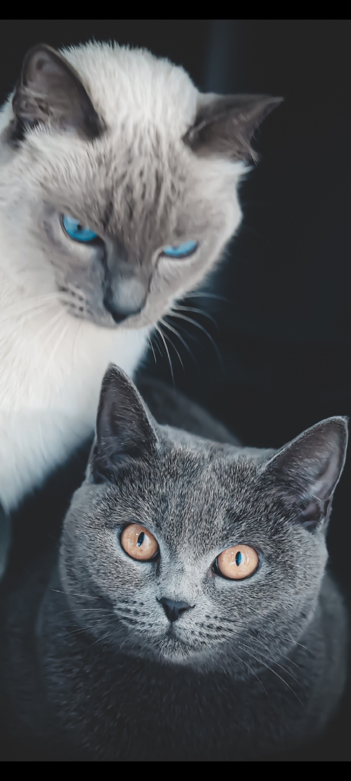 猫图片|宠物猫|猫咪|