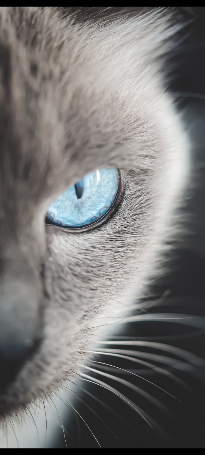 猫图片|宠物猫|猫咪|