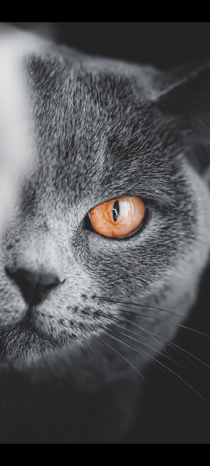 猫图片|宠物猫|猫咪|