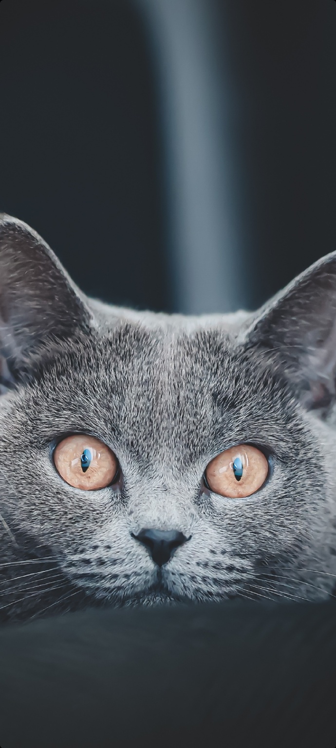 猫图片|宠物猫|猫咪|