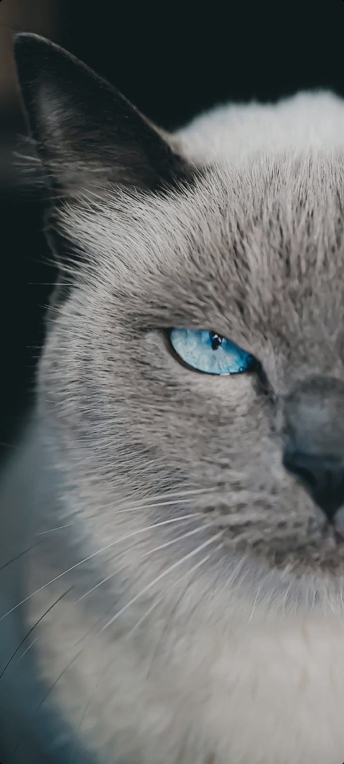 猫图片|宠物猫|猫咪|