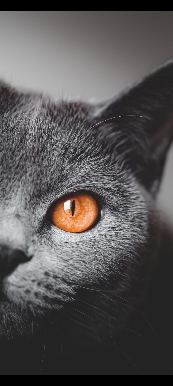 猫图片|宠物猫|猫咪|