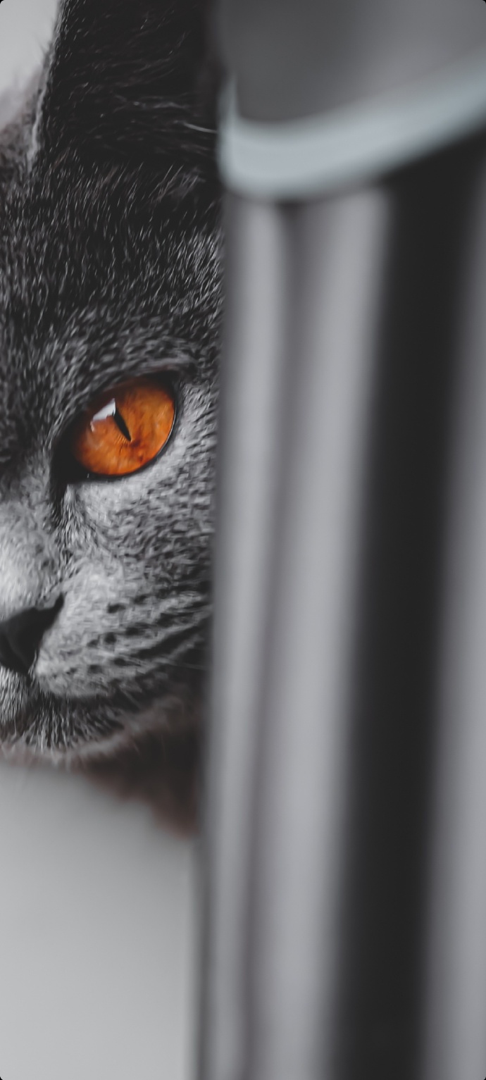 猫图片|宠物猫|猫咪|