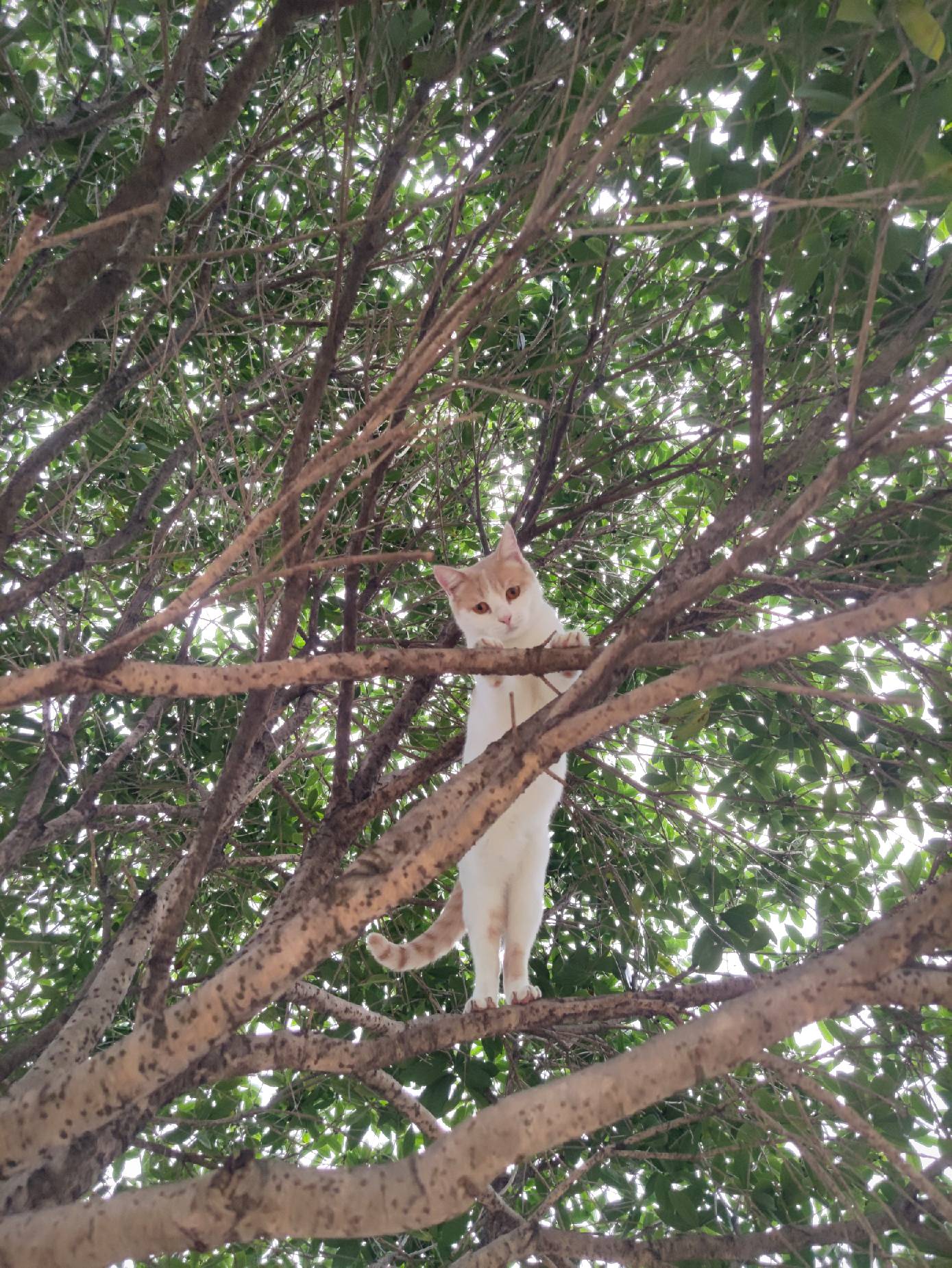 猫图片|宠物猫|猫咪|