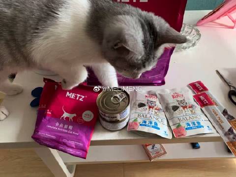 猫图片|宠物猫|猫咪|