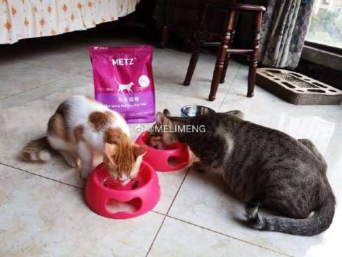 猫图片|宠物猫|猫咪|