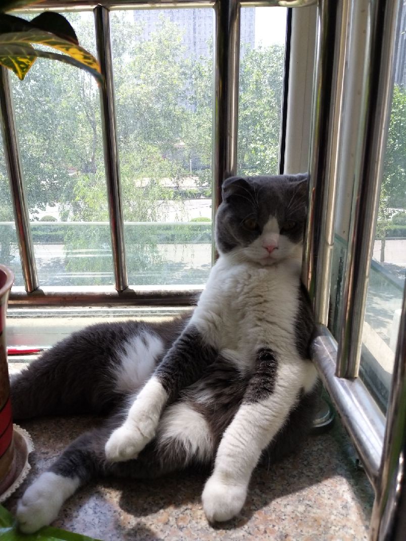 猫图片|宠物猫|猫咪|